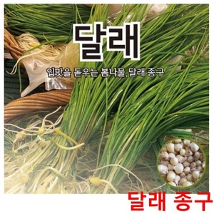 달래씨앗종구 봄철무침나물 달래(400g)